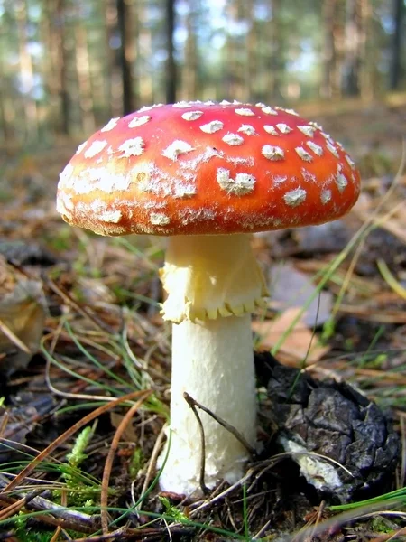 stock image Fly agaric in the forest