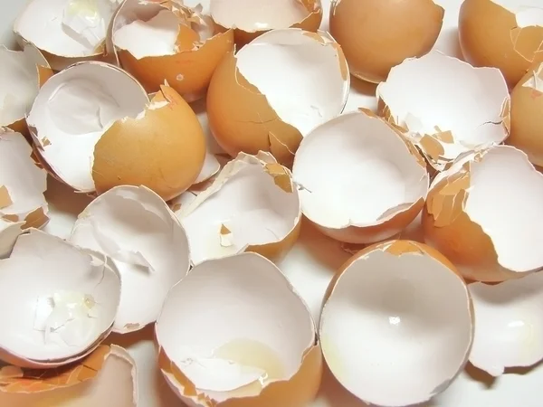 Eggshel — Stock Photo, Image