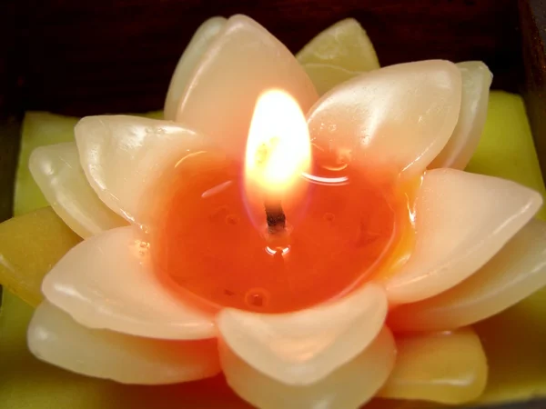 Svíčka květ — Stock fotografie