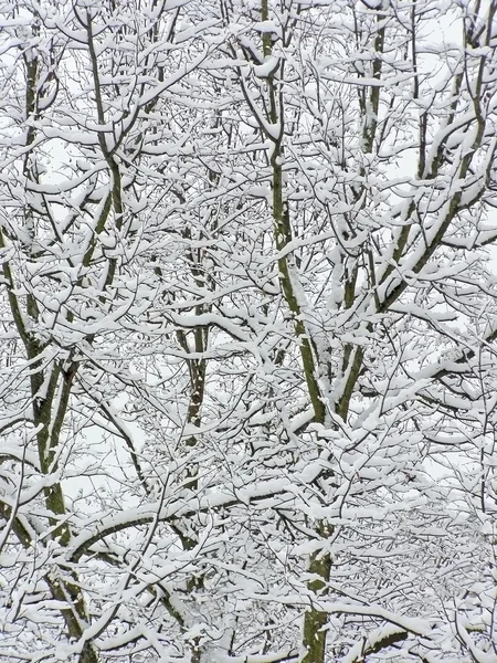 Snow branches — Stock Photo, Image
