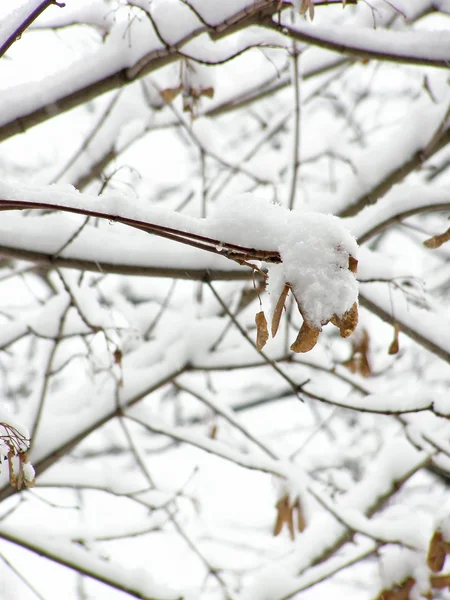 Σφενδάμι στο χιόνι — Φωτογραφία Αρχείου