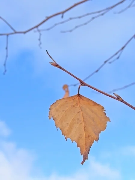마지막 잎 — 스톡 사진