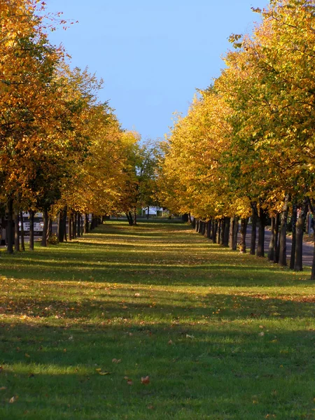 秋のリンデン路地 — ストック写真