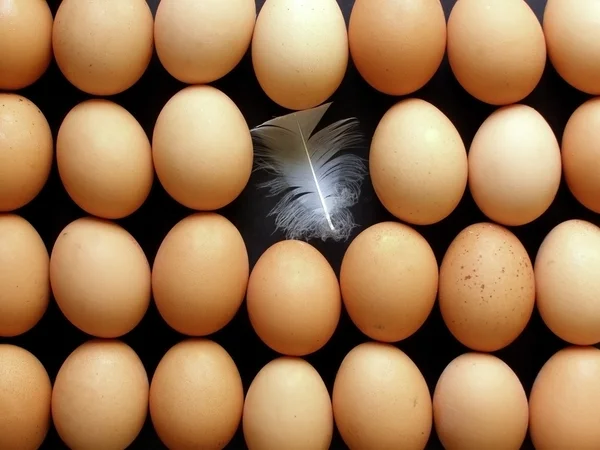 Lines of eggs — Stock Photo, Image