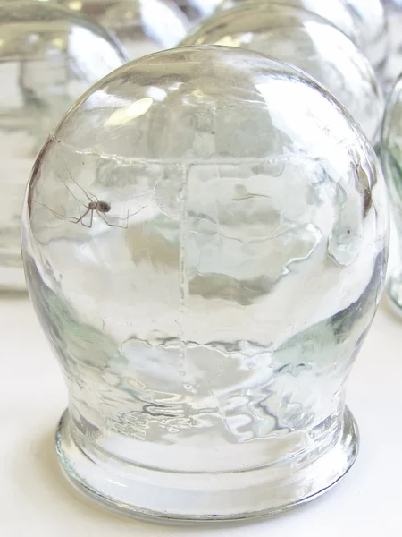 Örümcek tıbbi çukurluğu cam — Stok fotoğraf