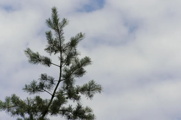 Pine on the sky — Stock Photo, Image