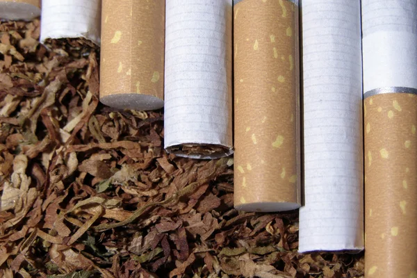 Tobacco and cigarete — Stock Photo, Image