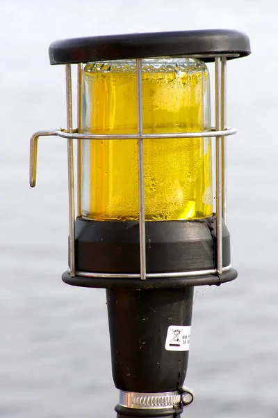 노란 등 제비갈매기 — 스톡 사진