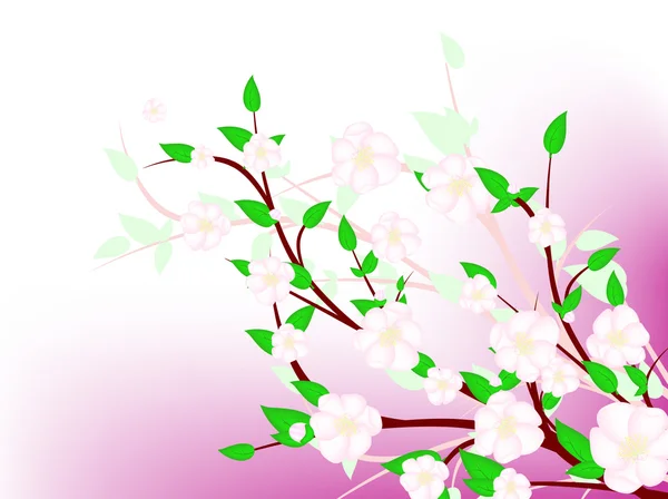 Spring blossom — Stock Vector
