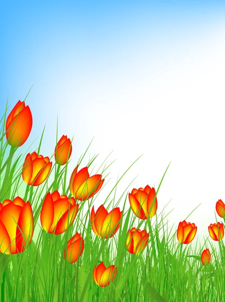 Champ tulipe — Image vectorielle