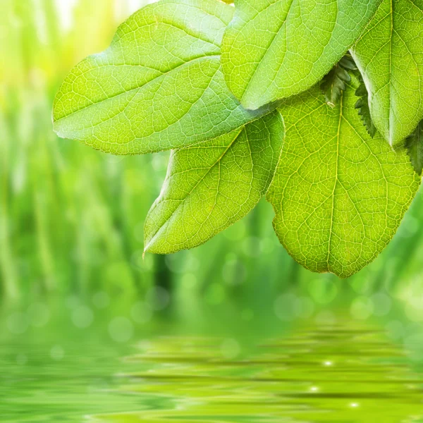 Frescura verde — Fotografia de Stock