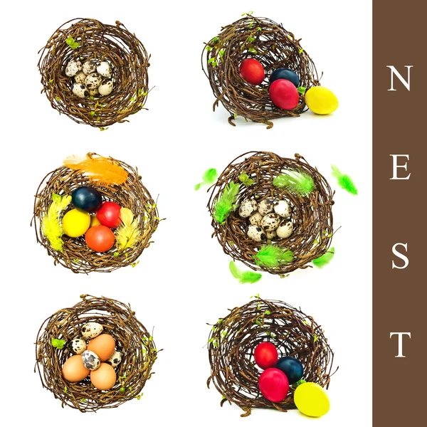 Гнездо с различными яйцами — стоковое фото