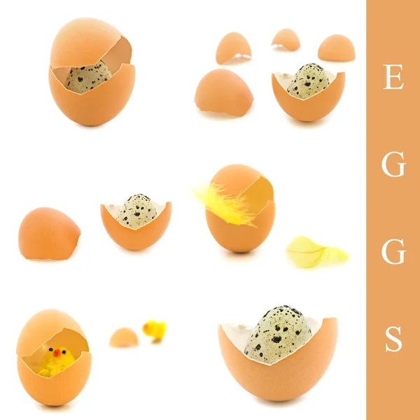 Eggs, feather and chicken — Stock Photo, Image
