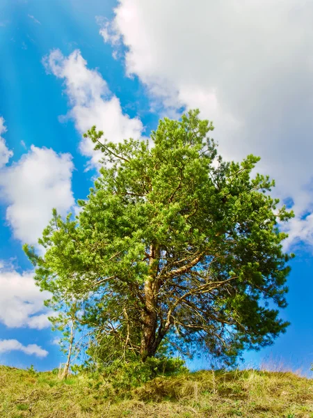 松树树 — 图库照片