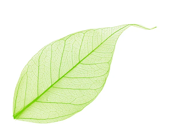장식 해골 잎 — 스톡 사진