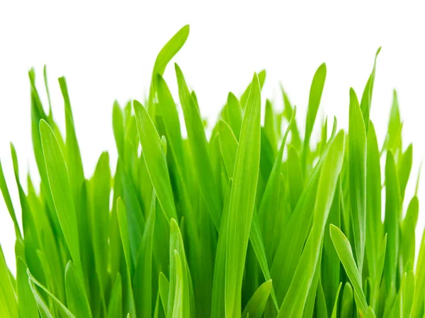 Зелений grasss — стокове фото