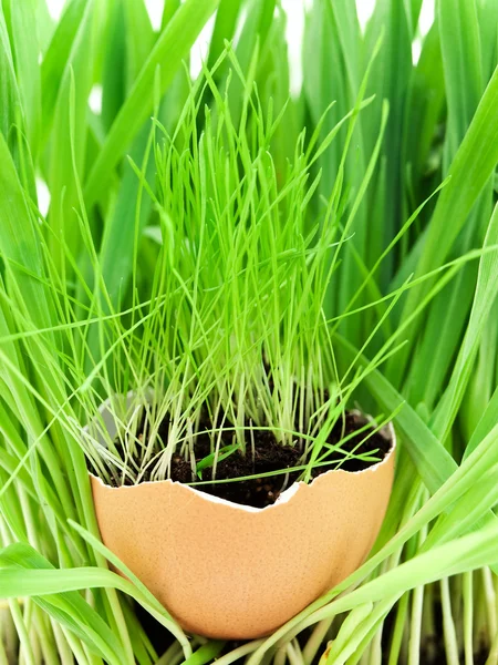 Grass — Stock Photo, Image