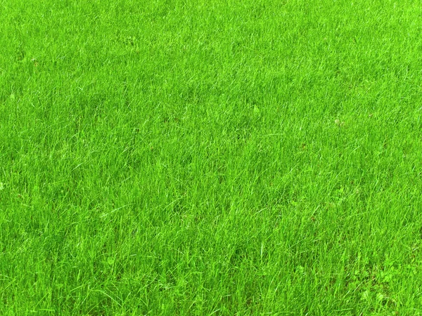 绿草 — 图库照片