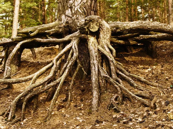 Roots Royalty Free Stock Photos