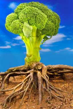 Broccoli tree clipart