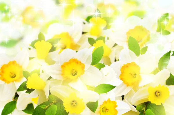 Narsissit — kuvapankkivalokuva