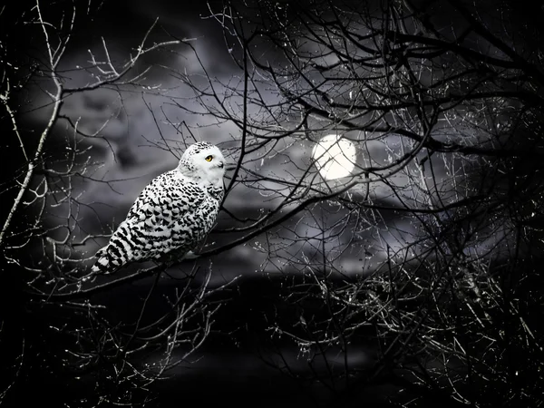 Cadılar Bayramı Gecesi — Stok fotoğraf