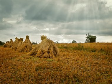 Field in the village clipart