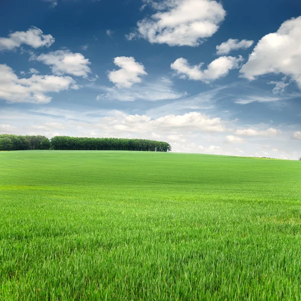 Bakgrund himmel och gräs — Stockfoto