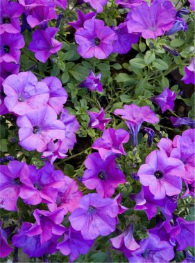 Violet petunias clipart