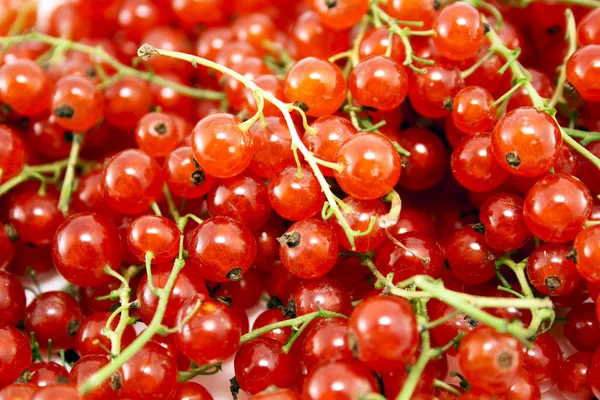 stock image Red currant