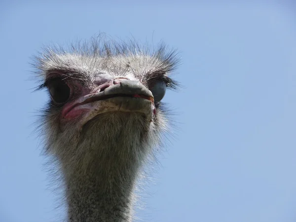 stock image Ostrich