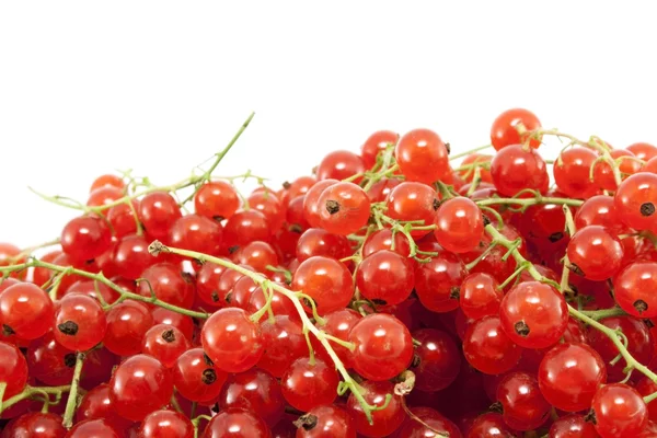 stock image Red currant