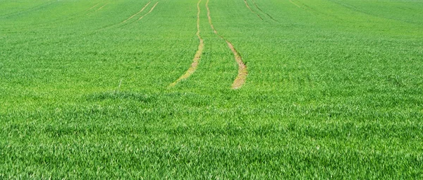 stock image Road and grass