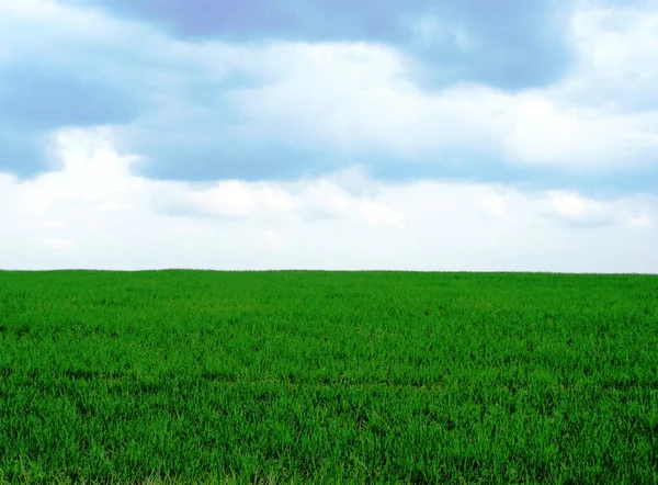 stock image Green field