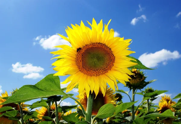 stock image Sunflower