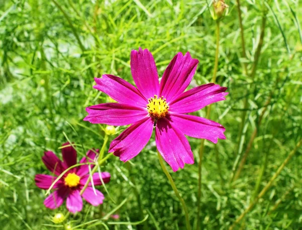 stock image Flower