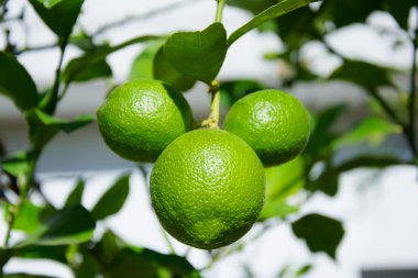 Üç yeşil limon