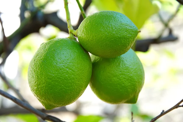 stock image Three green lemons