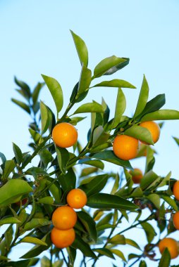 Kumquat tree clipart