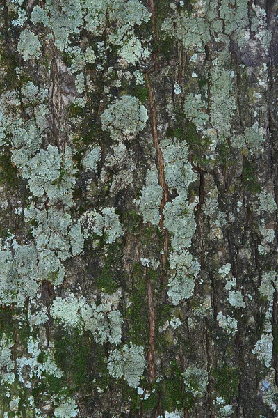 이끼를 가진 나무껍질 — 스톡 사진