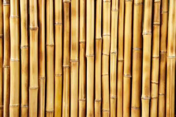 Bambu Imagem De Stock