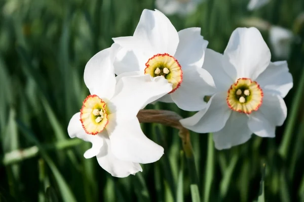 Narcissuses — Stock Photo, Image