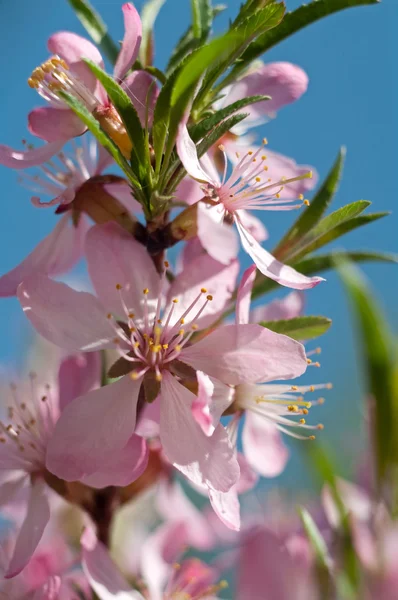 çiçek açması badem