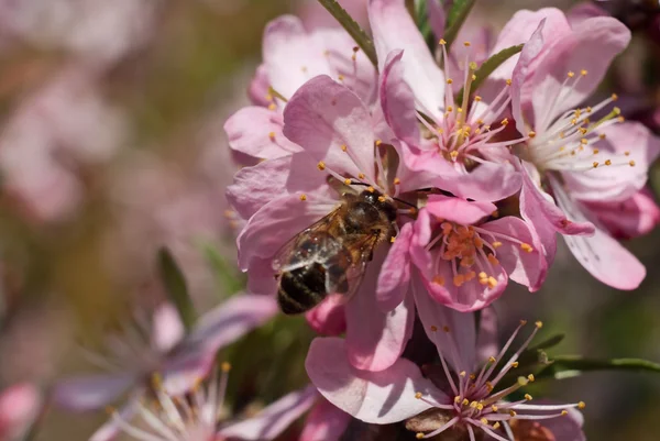 stock image Blossoming almonds with a bee