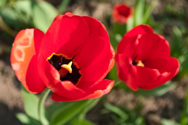 stock image Two red tulips