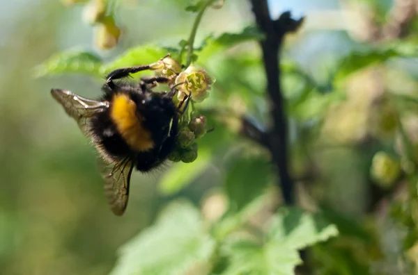 Bumblebee pada currant — Stok Foto