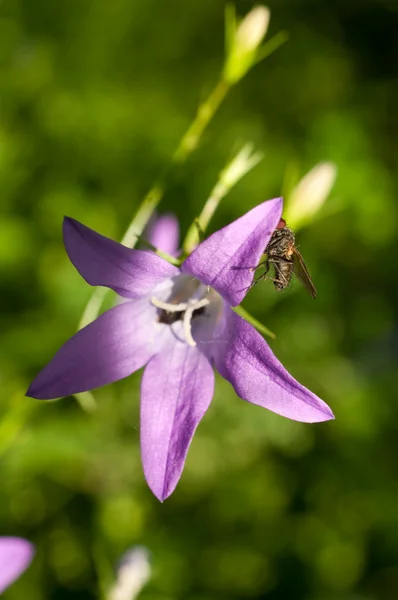 el çan bir sinek napiform