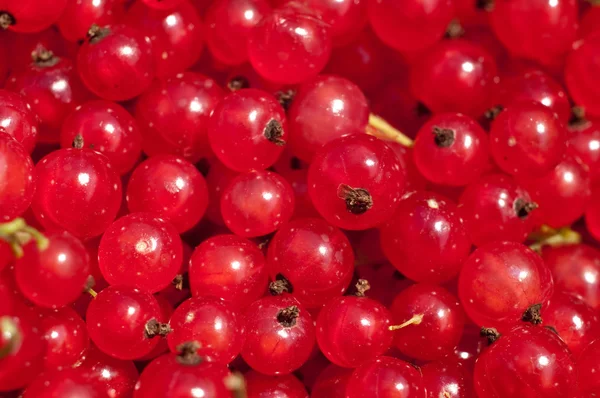 stock image Red currant