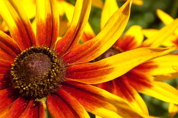 stock image Red-yellow flower