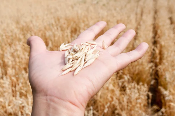 stock image Oats on a palm